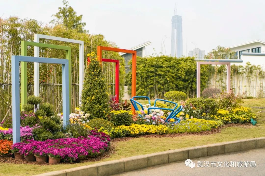 花点时间游武汉，满城都是菊花盛放的海洋