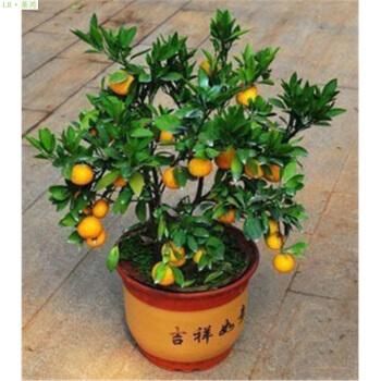 金桔开花期间怎样提高坐果率,脆皮金桔怎么提高坐果率