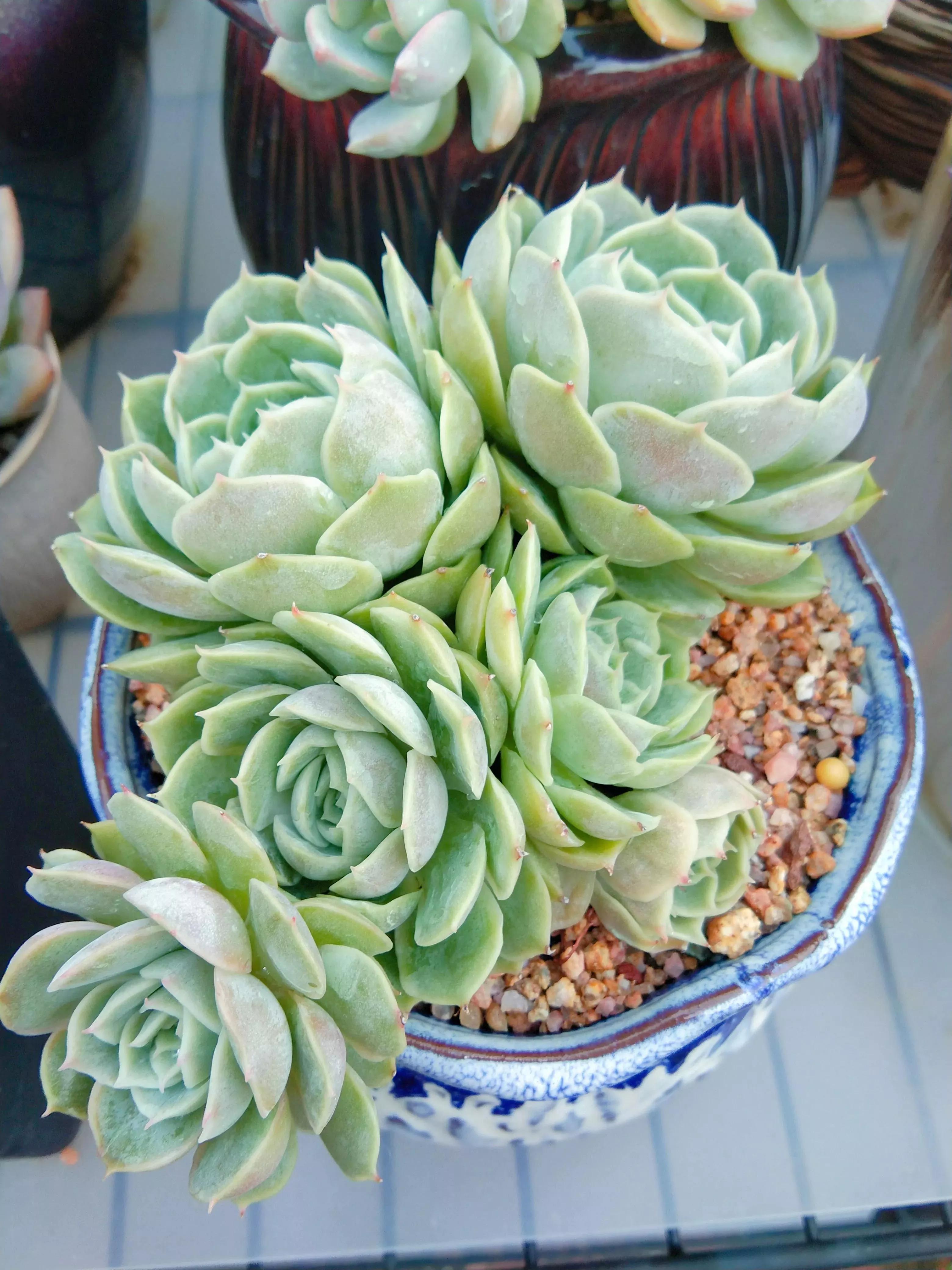 养花得了蚜虫蚧壳虫小黑飞,水里“加点它”,统统“灭干净”