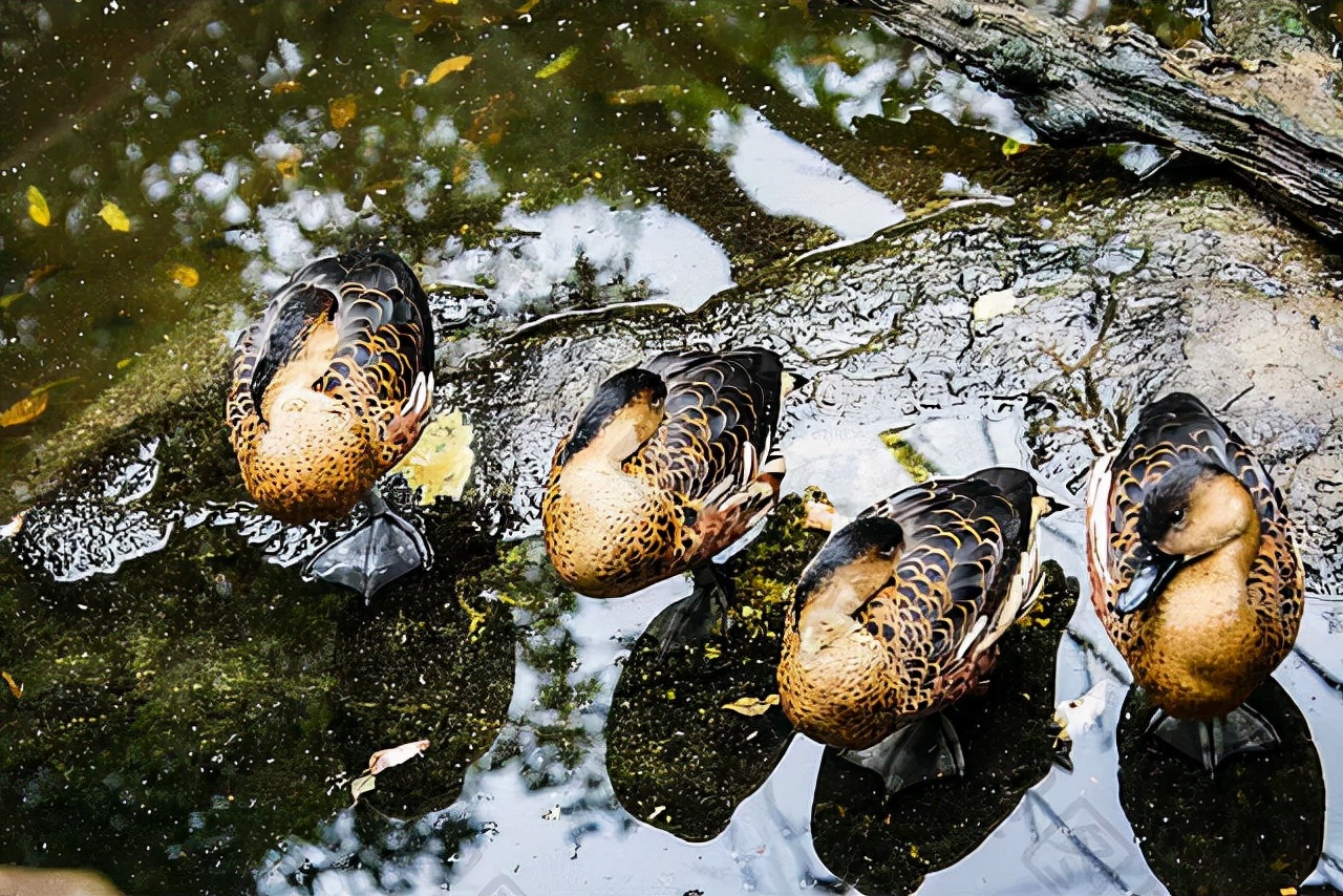 北面羽绒服和加拿大鹅羽绒服区别,北面羽绒服和加拿大鹅哪个好