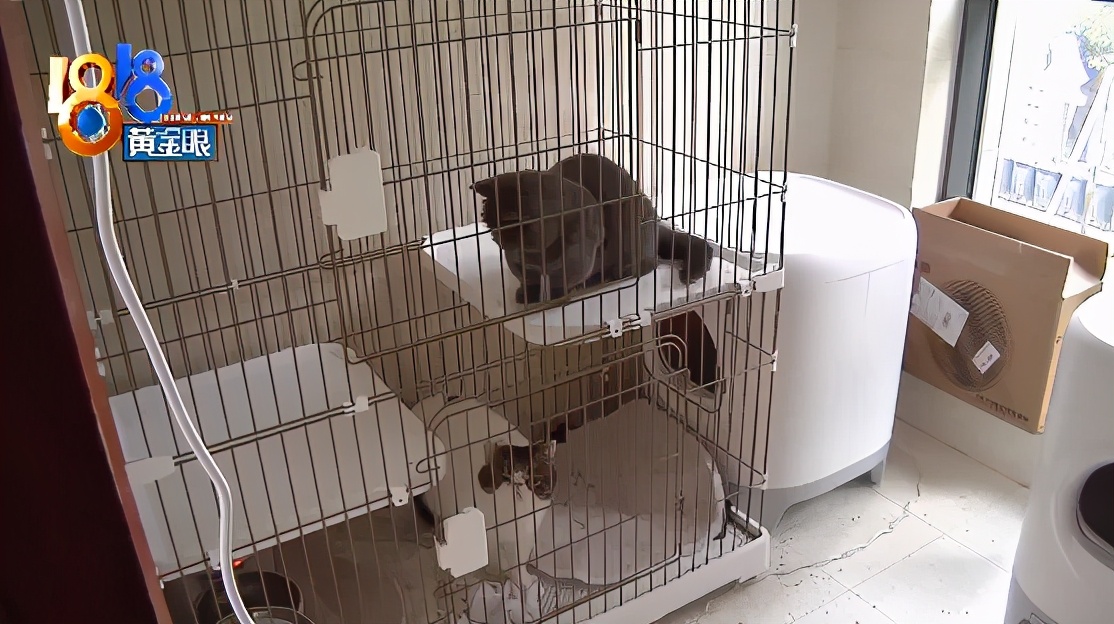 养了十多天的猫损失了几万元,偷偷养只猫最后全军覆没