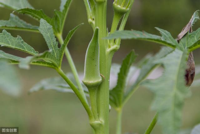 大棚蔬菜种植秋葵,黄秋葵大面积种植怎么育苗