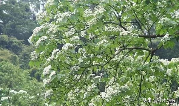 蜂蜡树蜡的区别,木蜡和蜂蜡哪个好