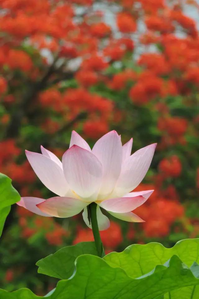 毕业季的凤凰花和栀子花,毕业季凤凰花开的时候