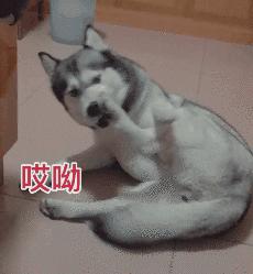 搞笑动图gif微信表情包2019,搞笑动图笑得肚子痛