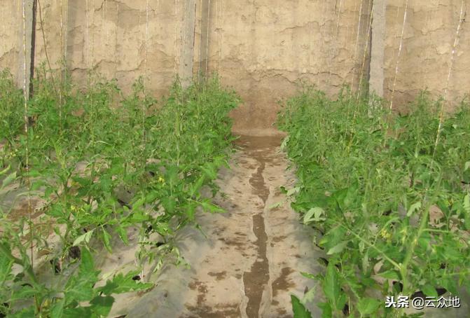 蔬菜发生药害时如何解决,大棚蔬菜药害补救方法