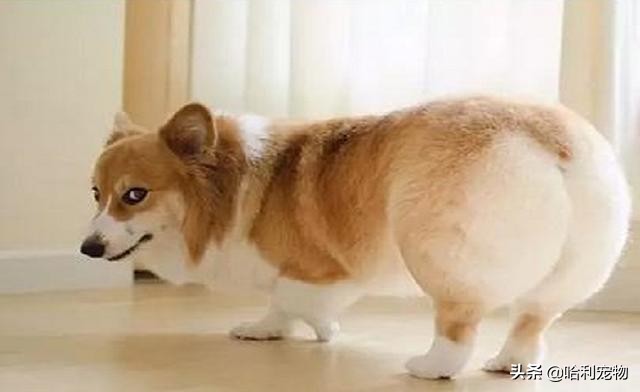 如何看柯基是不是正宗的,你对柯基了解吗