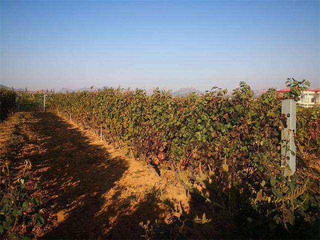 中粮华夏长城,中粮长城葡萄酒加盟官网