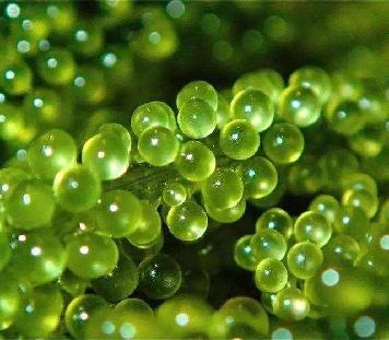 雅致轩最新视频,雅致轩焕颜