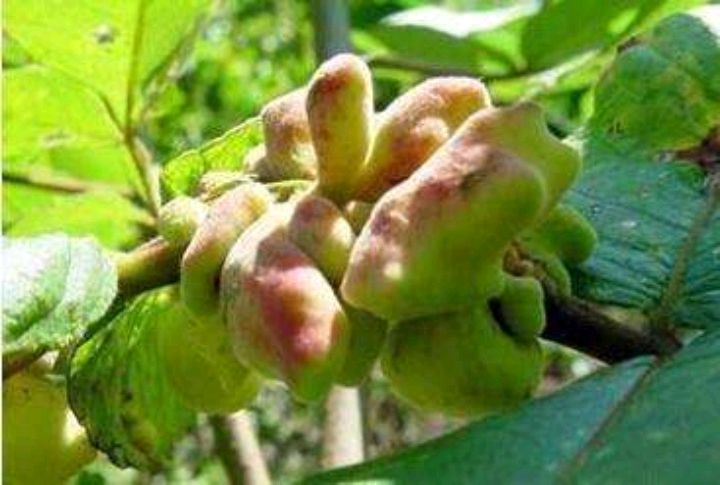 五倍子的树有哪些,什么树能长五倍子