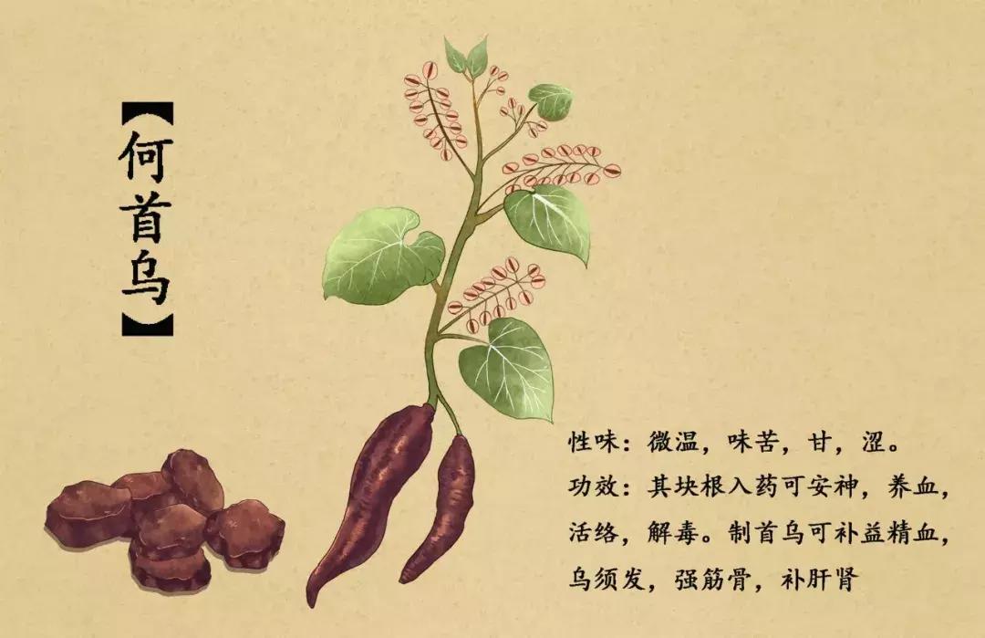 手绘中草药图片大全及功效,13岁男生手绘中草药图走红