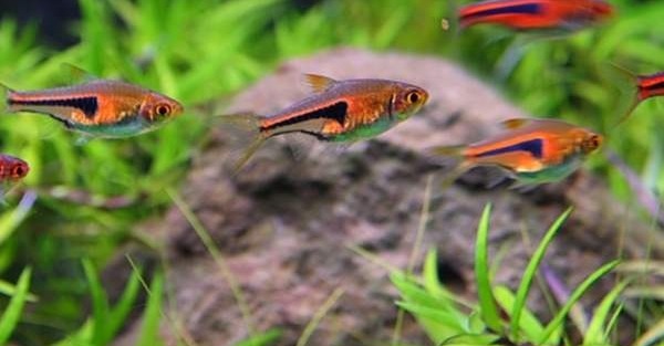 小型观赏鱼金三角灯,库尔勒金三角观赏鱼