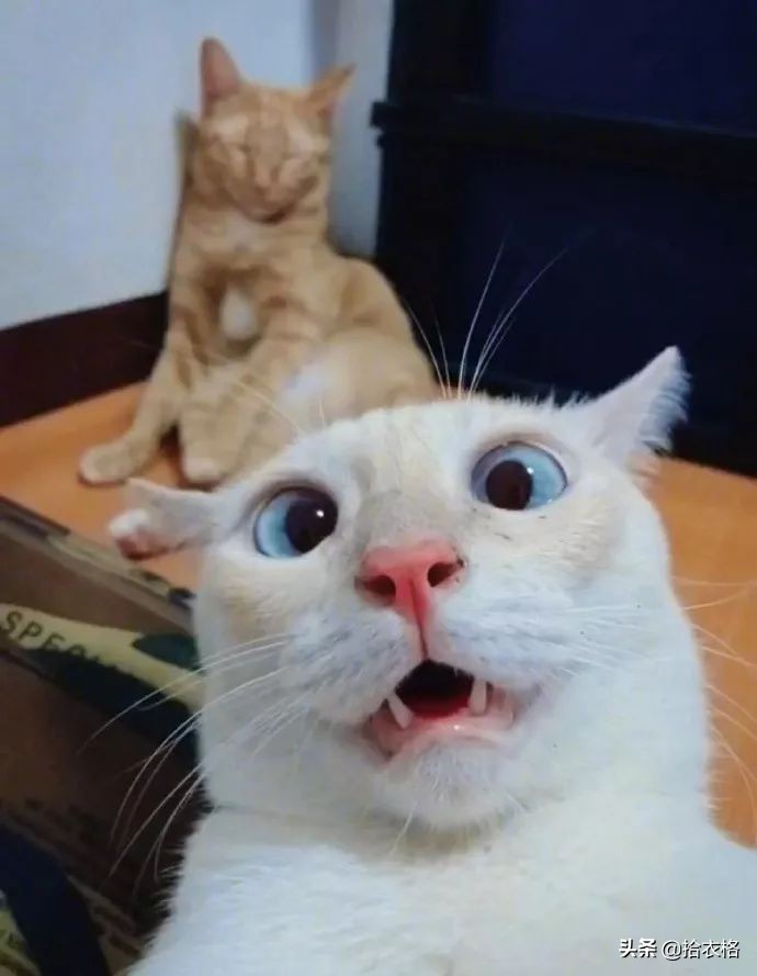 女生一定要穿安全裤吗,女生关于安全裤的重要性