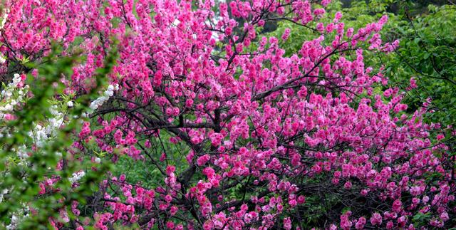 七言绝句春花二十首,春花平水韵七绝诗