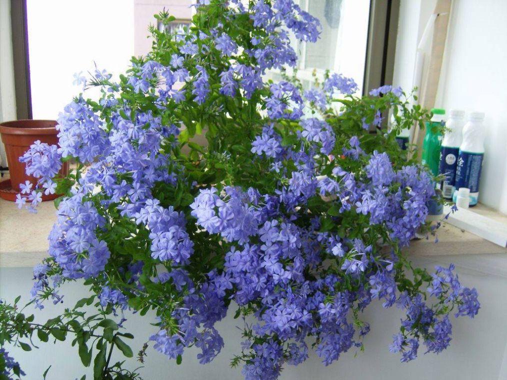 这些花“好看又好养”，不怕高温不怕晒，适合新手夏天养