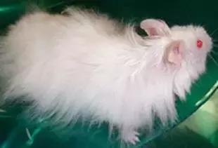 仓鼠种类大仓鼠,仓鼠的详细资料仓鼠的种类