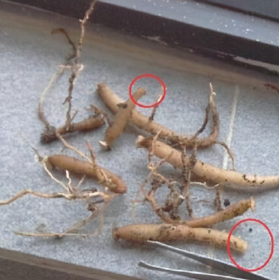 超全多肉术语42种多肉入门术语图文详解让你一文搞懂多肉术语