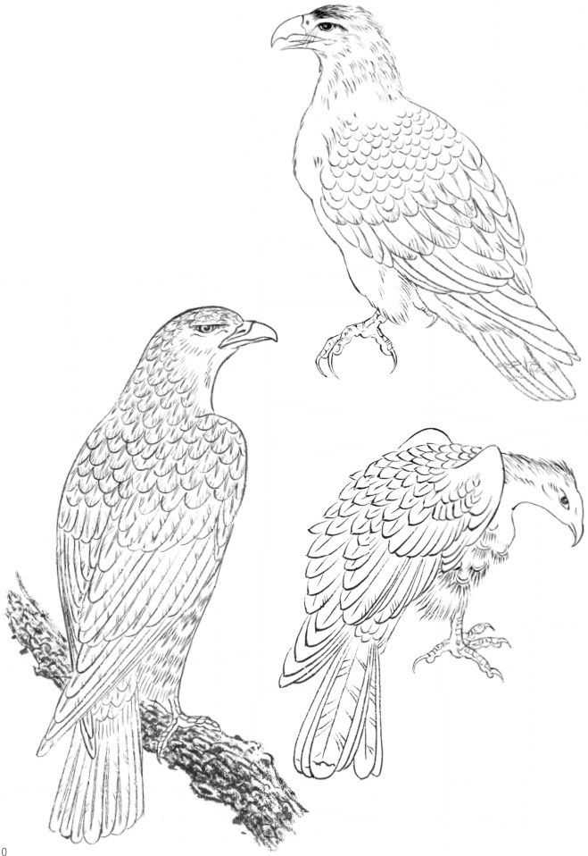 国画初学者入门步骤鸟禽,国画各种鸟类画法大全