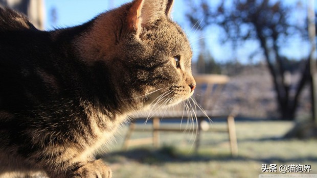 如果你想养猫一定要清楚这4件事,犹豫半个月了养猫还是不养猫