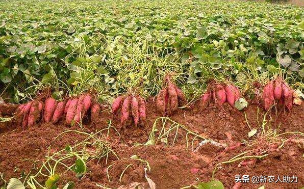 红薯象鼻虫怎么消灭最快,红薯象鼻虫最佳防治方法