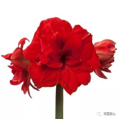 朱顶红为什么老是烂球,怎么才能让朱顶红不生小球