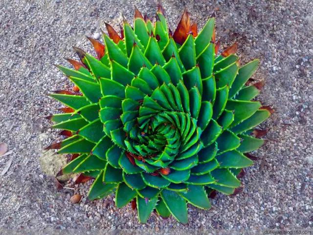 中国十大名贵稀有植物物种,全身是宝的名贵植物有哪些