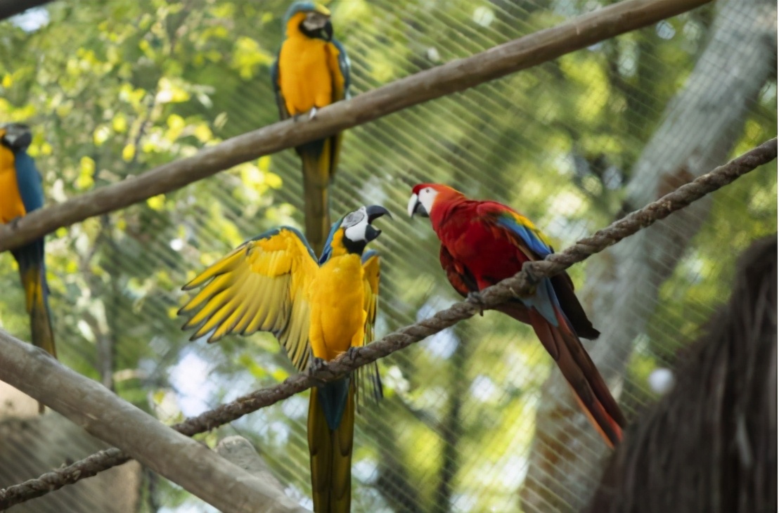 巴西为20岁的野生鹦鹉寻伴侣，巴西仅剩一只，已在灭绝边缘徘徊