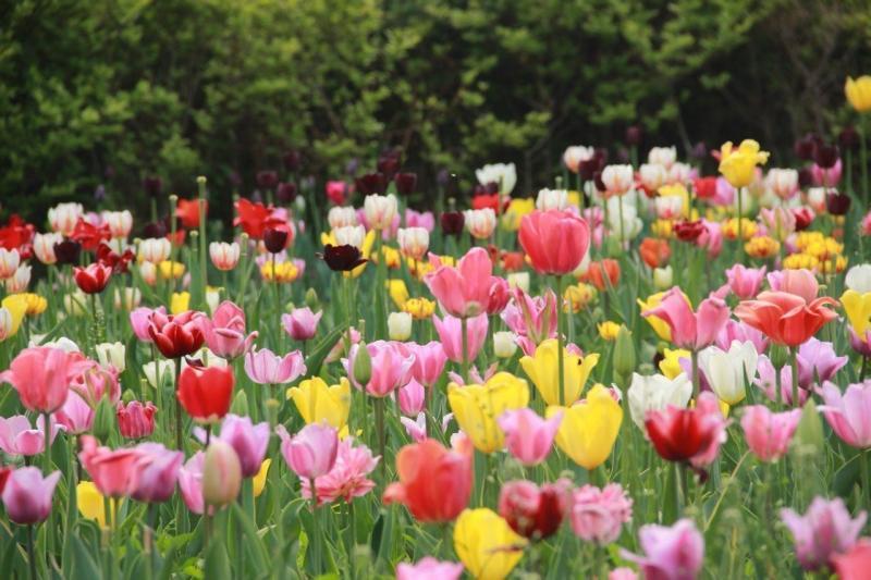 盘点世界各国国花你最喜欢哪种,世界各国国花大全及寓意图片