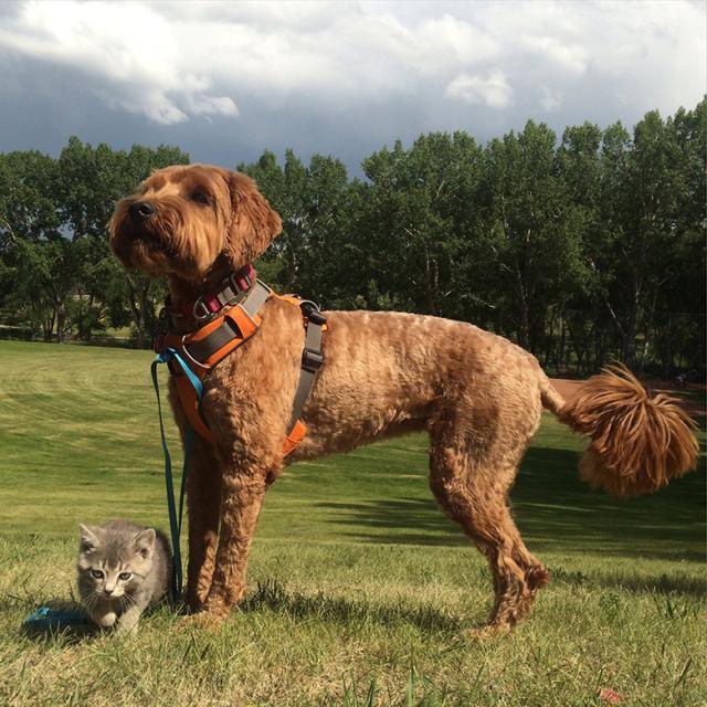 主人遛狗狗狗捡到流浪猫,主人和宠物狗在外散步碰到两只狗