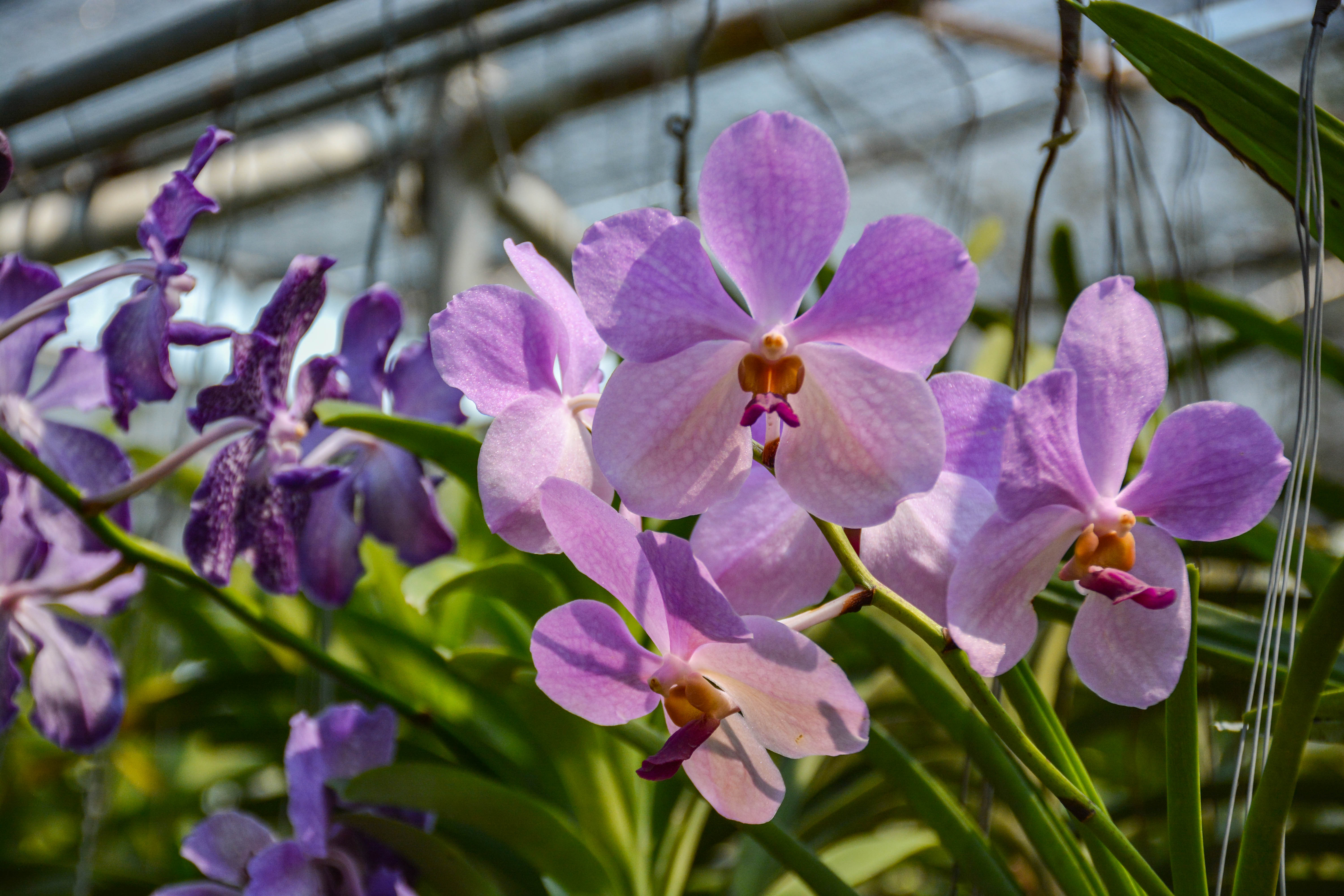 好看又好养的兰花有哪些,最好的十种兰花