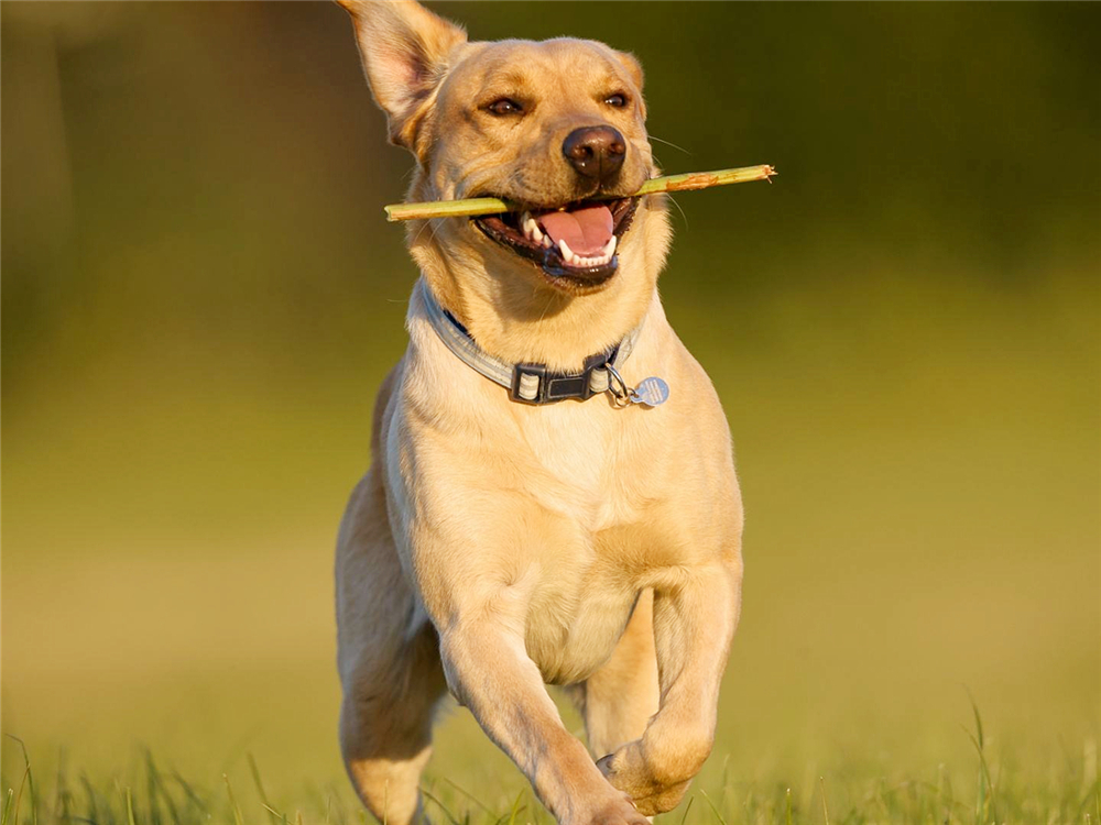 狗狗如何保养牙齿不口臭,狗狗牙齿脏又不让刷牙怎么办