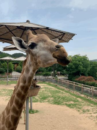 青岛西海岸啤酒节攻略,青岛西海岸周末去哪玩