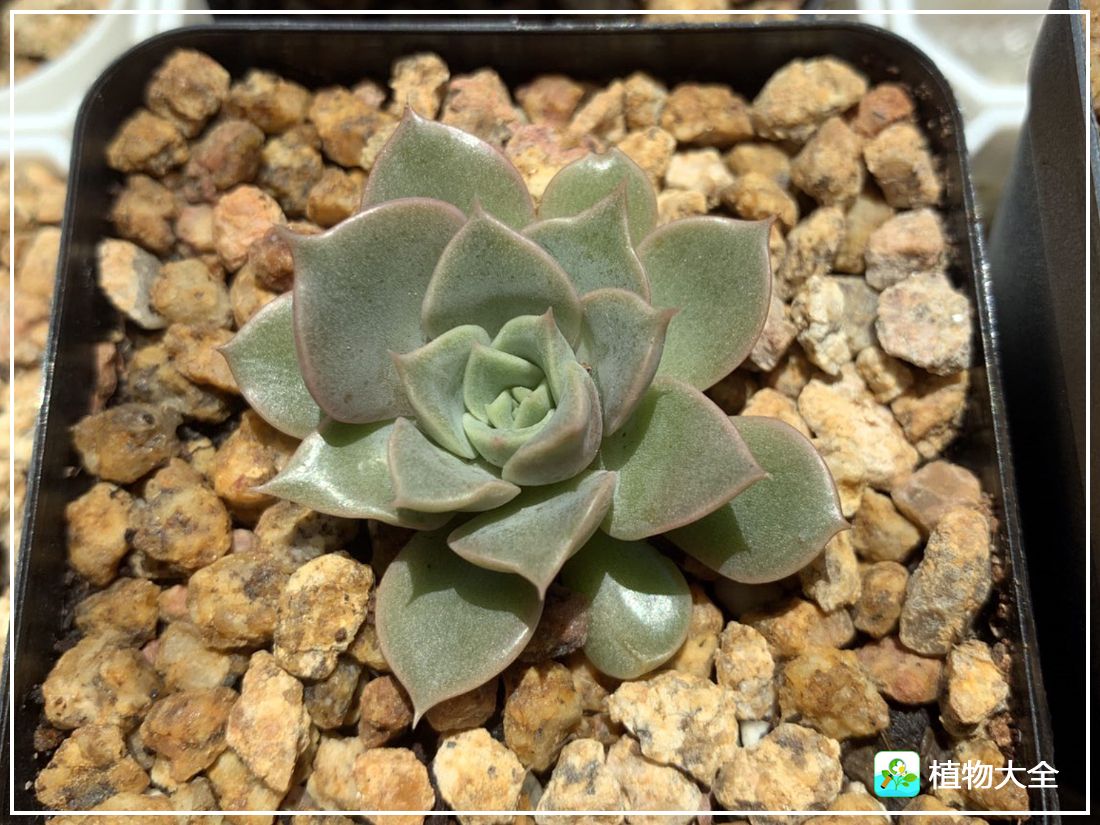 艾格尼亚多肉植物,多肉植物奥利维亚