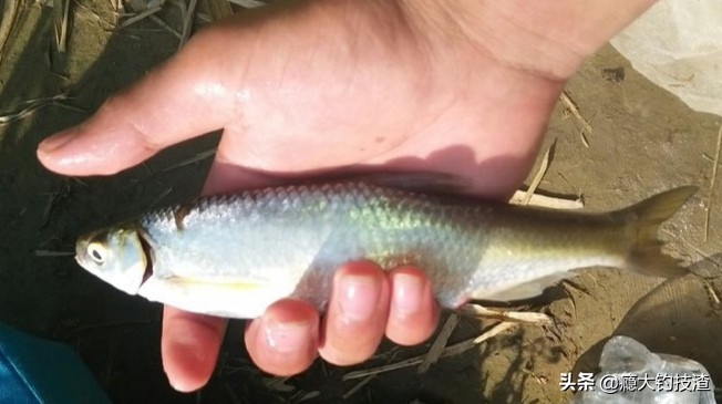钓白条的正确方法和注意事项,浮钓小白条鱼如何调漂