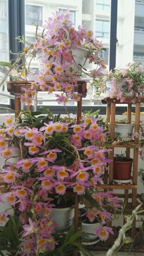 哪种兰花最好养四季开花又很香,春节养什么兰花最香好看