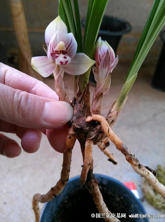 贵州有什么兰花品种啊,贵州兰花品种惠风荷