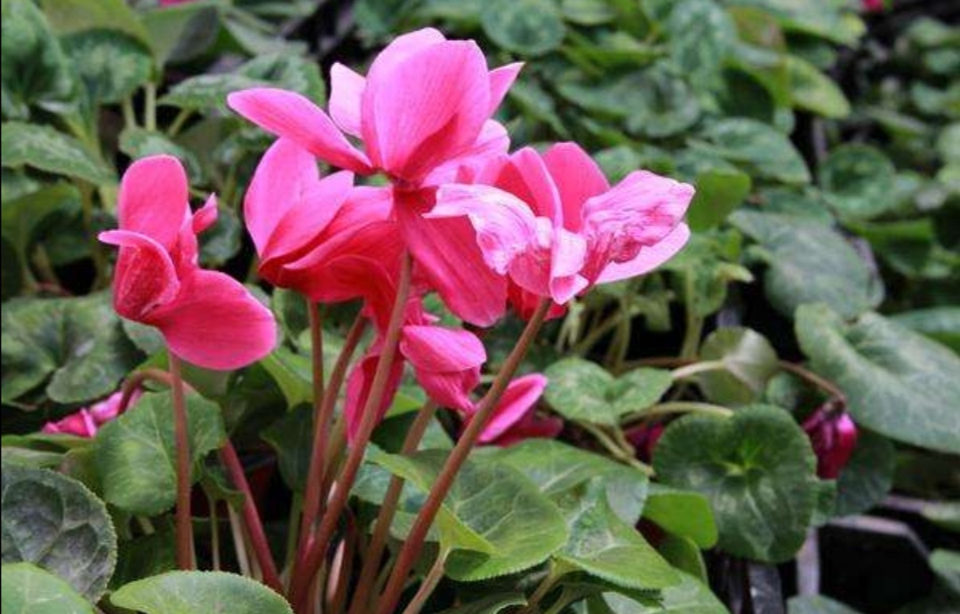 仙客来叶子枯萎怎么补救,仙客来烂叶子是什么原因