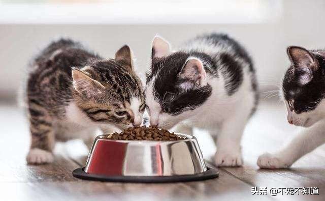 猫咪一天吐几次是怎么回事还挑食,猫咪不爱吃东西怎么办呢