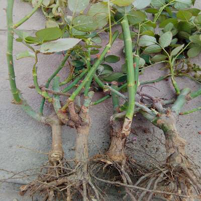 玫瑰老桩怎么养才花繁叶茂,老桩玫瑰长芽后怎么养