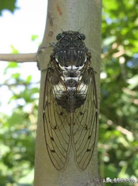 下雨了水来了,下雨了下雨了下雨了歌词试听