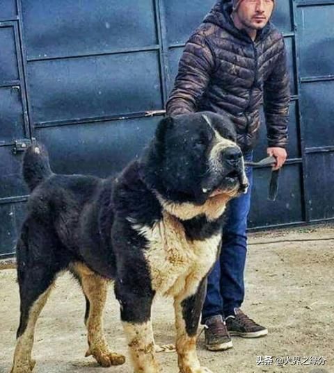 什么猛犬适合家庭饲养,适合新手养的猛犬不用训练不咬人