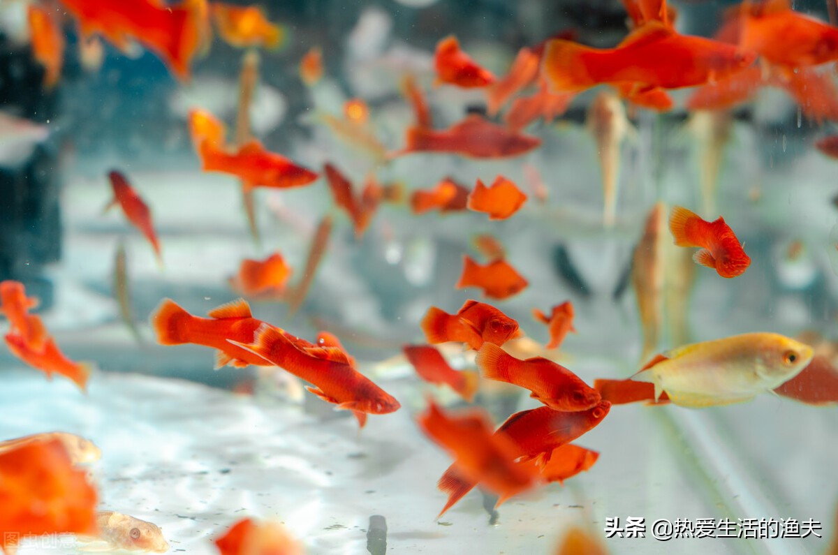 为什么要养红箭鱼,红箭鱼有点烂尾但是状态很好