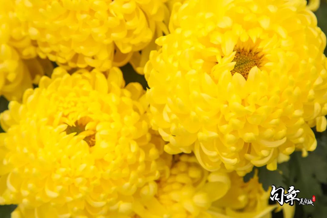 兴化千垛菊花海,广州海心沙菊花海