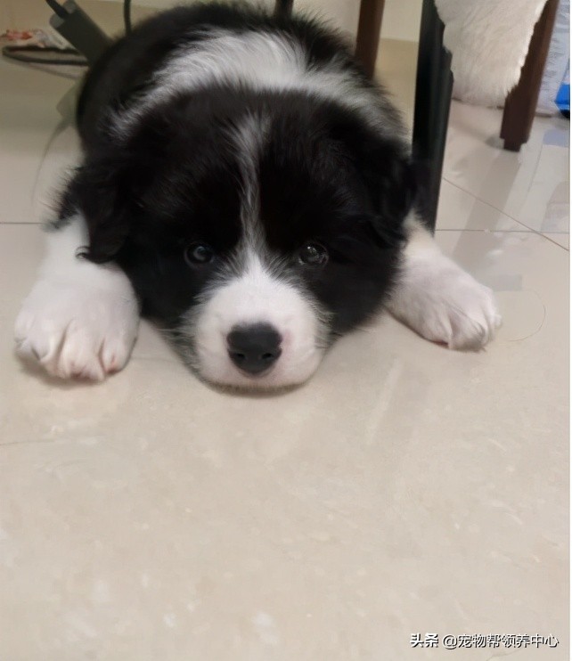 边牧趴在地上的视频,边牧躺在地上