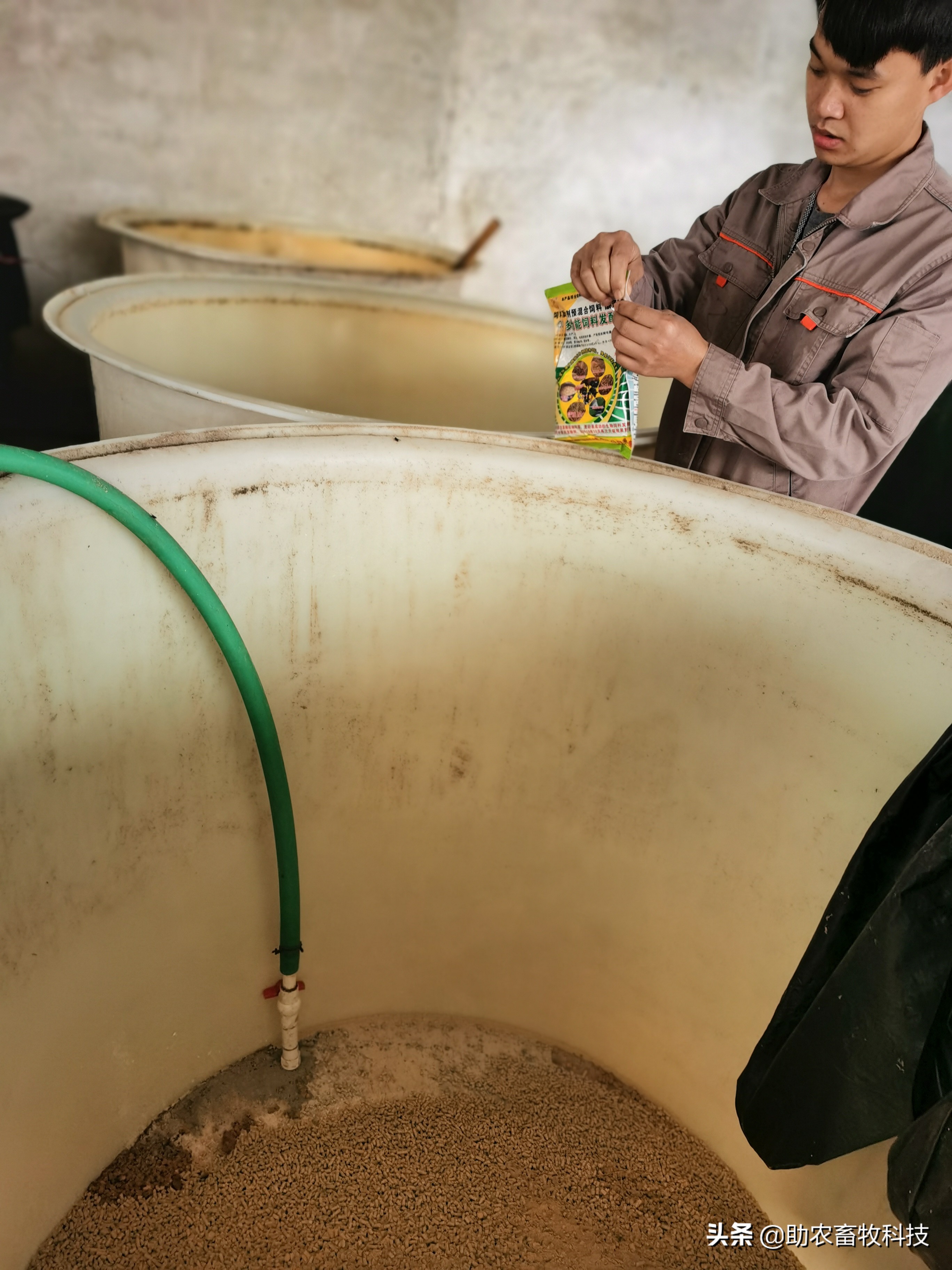 100头母猪养殖视频大全,中草药养母猪技术