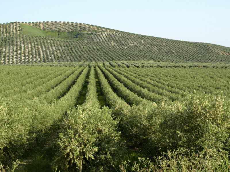 西班牙原装橄榄油怎么选,西班牙当地最好的橄榄油品牌