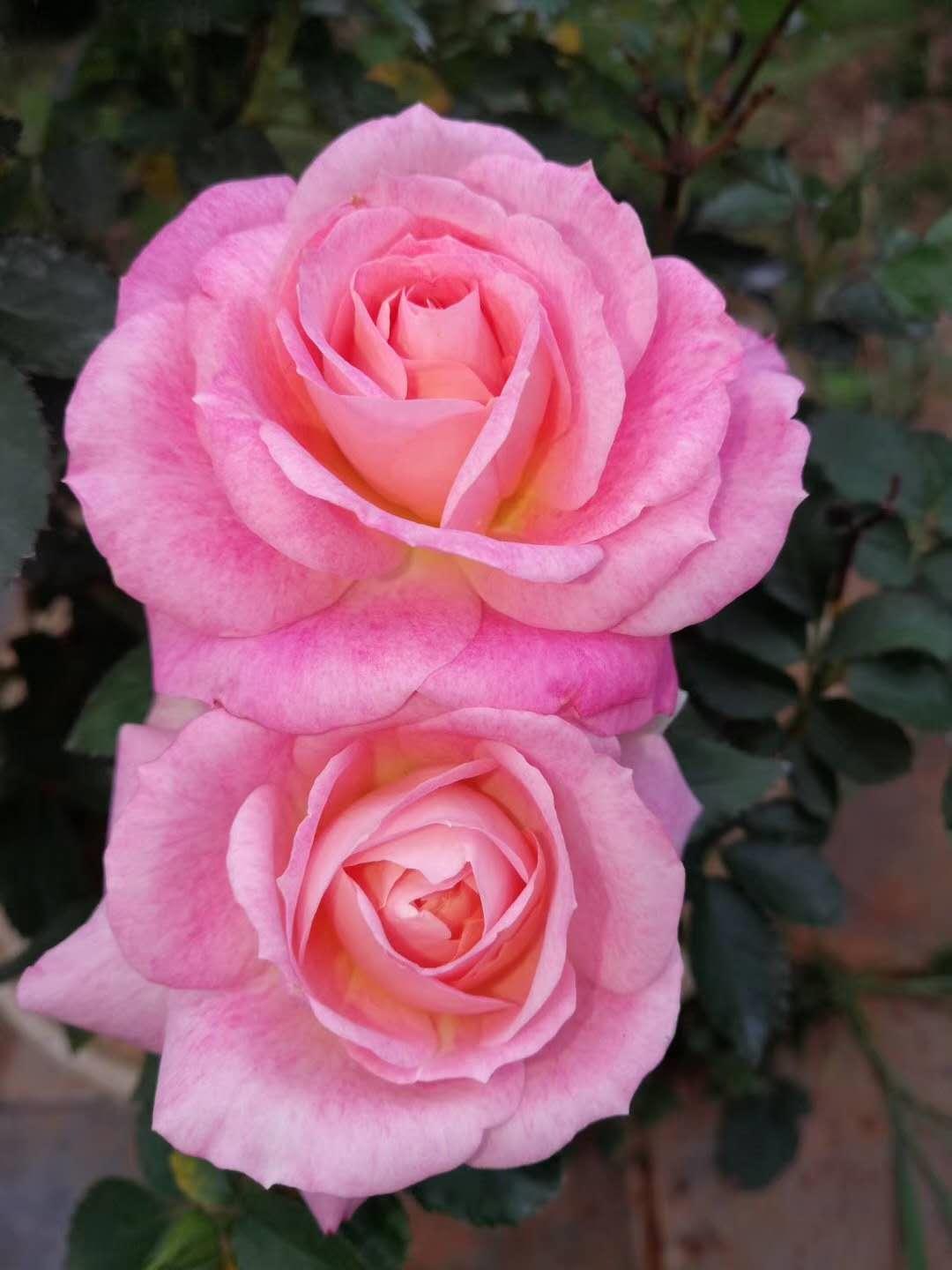 云南省通海县骄阳花卉种苗专业合作社风采(组图)