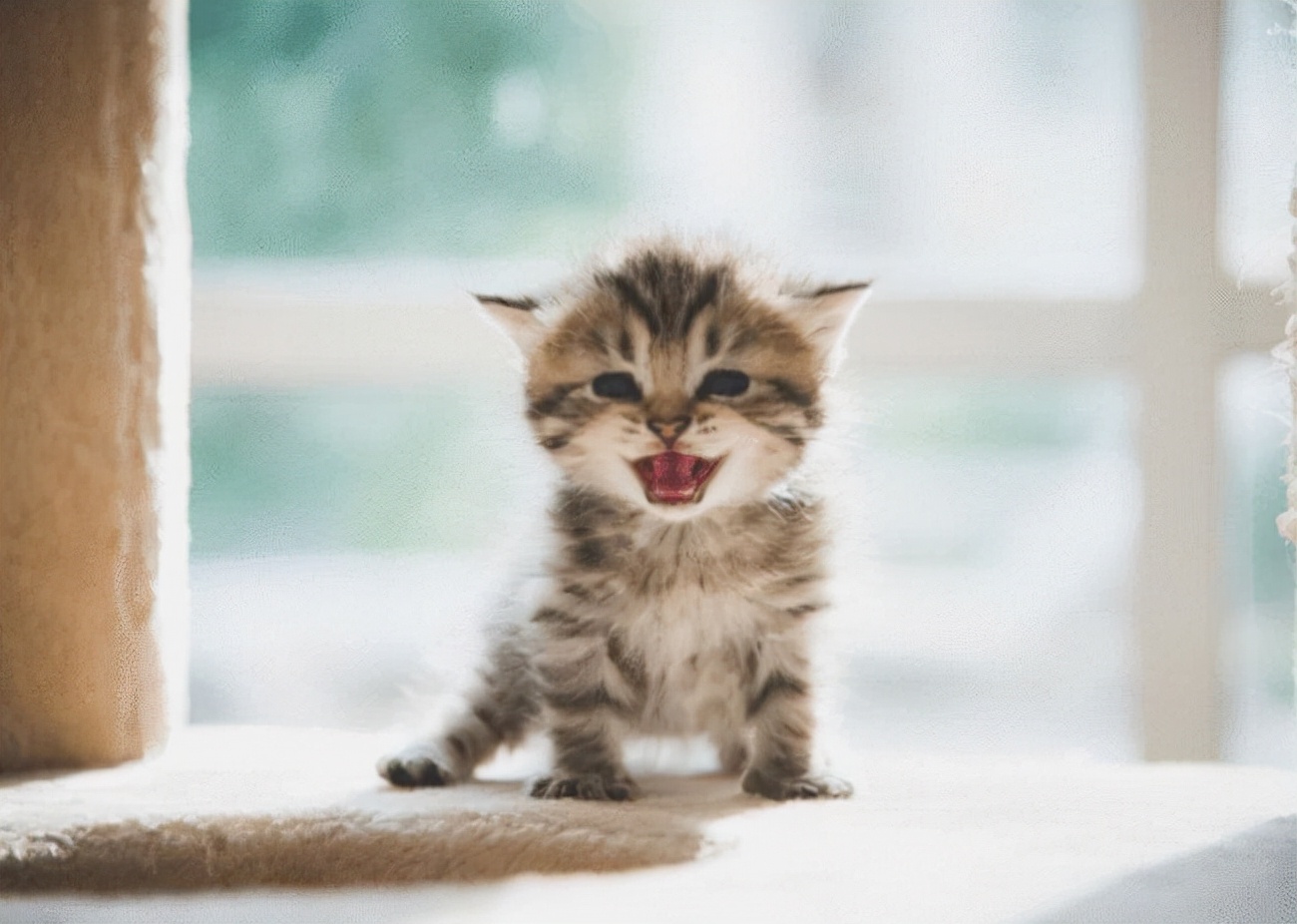 什么猫零食安全,有什么好的猫零食推荐