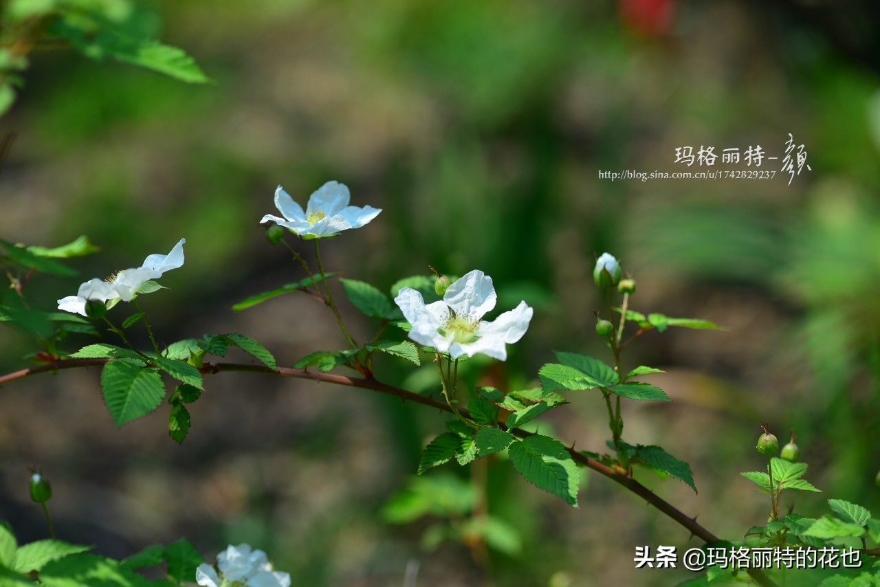 树莓在庭院怎么种植,树莓可在院子里种吗