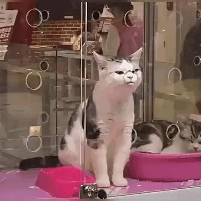 猫在床上尿臭味怎么消除,猫咪放了屁整个身子都臭